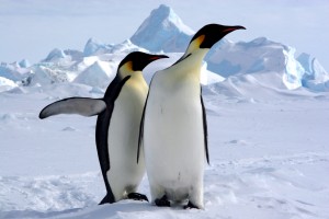 Manchots Empereur au pôle sud