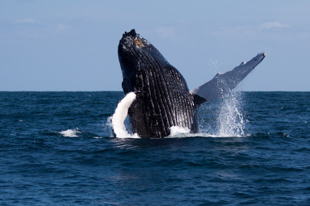 La saison des amours des Baleines a Bosse a Samana, Republique Dominicaine